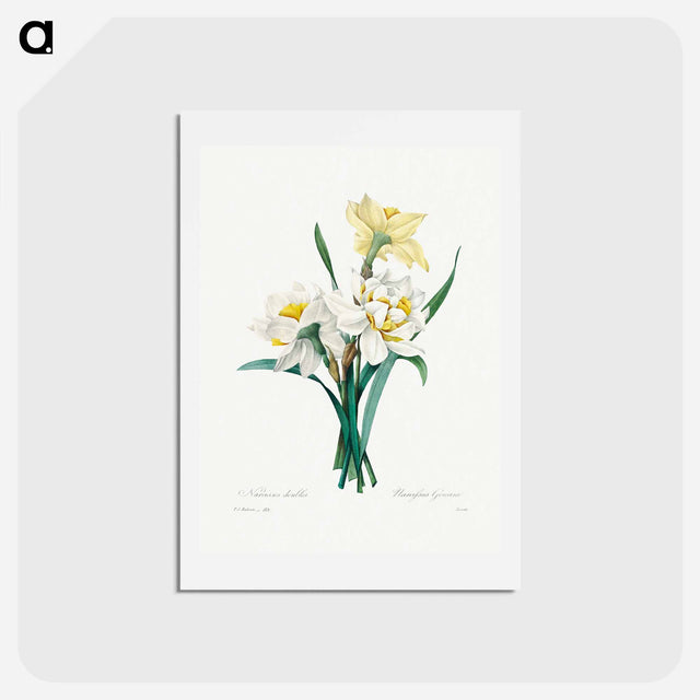 アートポストカード-Double Daffodil - ピエール ジョゼフ ルドゥーテ Postcard.