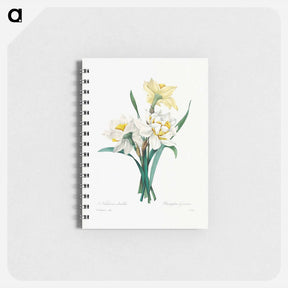 アートメモ帳-Double Daffodil - ピエール ジョゼフ ルドゥーテ Memo.