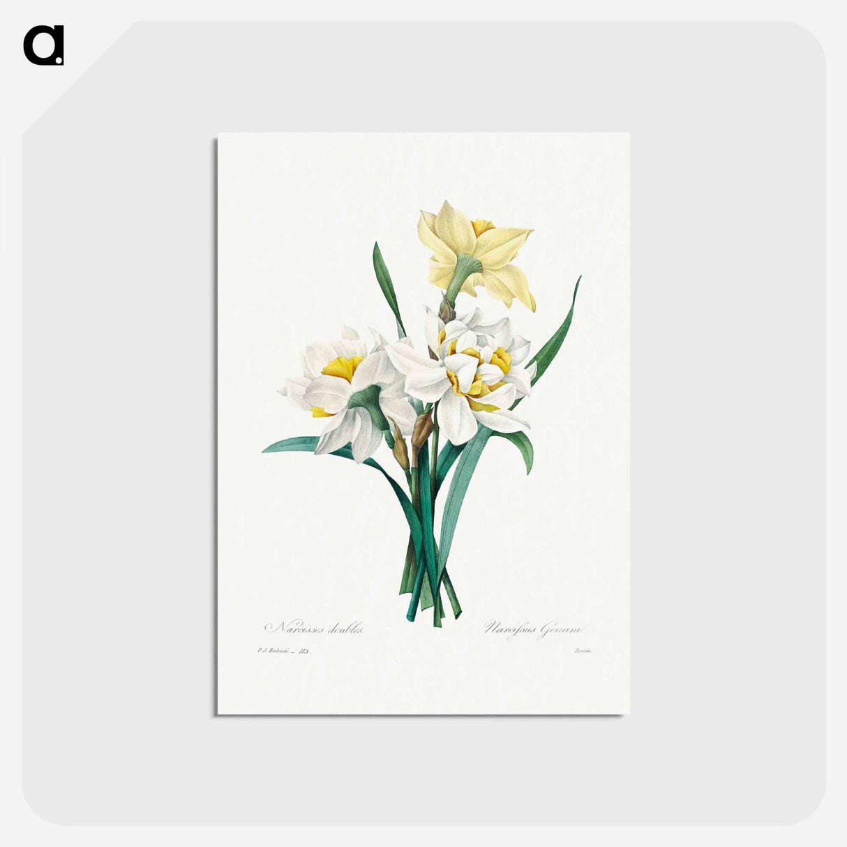 アートポストカード-Double Daffodil - ピエール ジョゼフ ルドゥーテ Postcard.