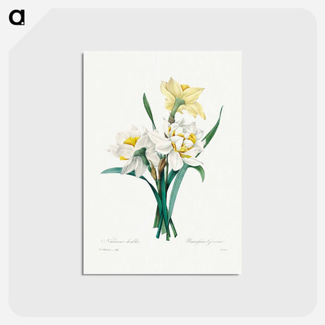 アートポストカード-Double Daffodil - ピエール ジョゼフ ルドゥーテ Postcard.