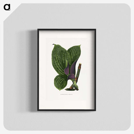 1-8_Plants-with-Colored-Foliage_blk