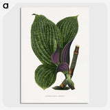 1-8_Plants-with-Colored-Foliage_picture-crop