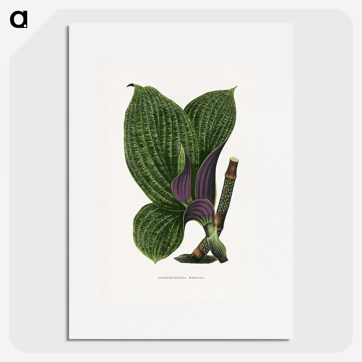 1-8_Plants-with-Colored-Foliage_picture
