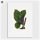 1-8_Plants-with-Colored-Foliage_picture