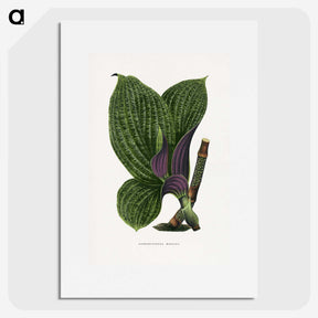 1-8_Plants-with-Colored-Foliage_picture