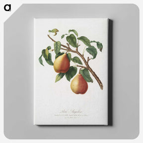 1-8_Pomona-Italiana_canvas
