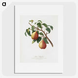 1-8_Pomona-Italiana_picture