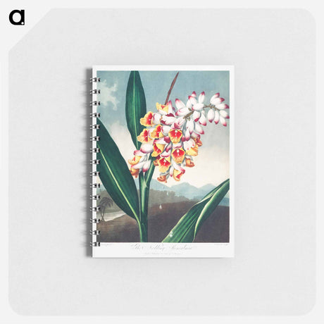 アートメモ帳-The Nodding Renealmia
 - ロバート ジョン ソーントン Memo.