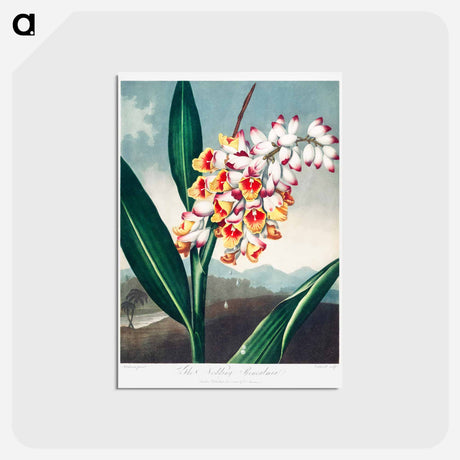 アートポストカード-The Nodding Renealmia
 - ロバート ジョン ソーントン Postcard.