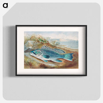 The Sea Bass
 - サミュエル キルボーン Poster.