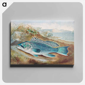 アートパネル-The Sea Bass
 - サミュエル キルボーン Canvas.
