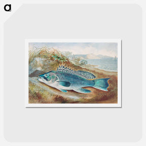 アートポストカード-The Sea Bass
 - サミュエル キルボーン Postcard.