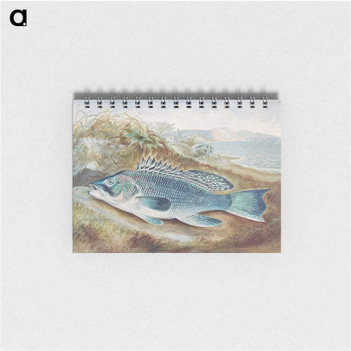 The Sea Bass
 - サミュエル キルボーン Memo.