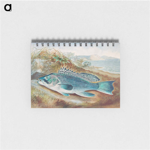 The Sea Bass
 - サミュエル キルボーン Memo.