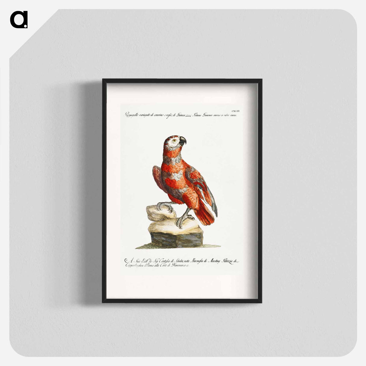 Parrot
 - サヴェリオ マネッティ Poster.