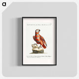 Parrot
 - サヴェリオ マネッティ Poster.