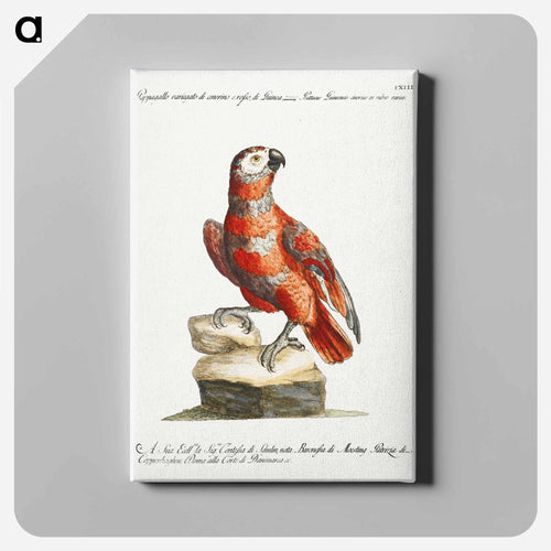 Parrot
 - サヴェリオ マネッティ Canvas.