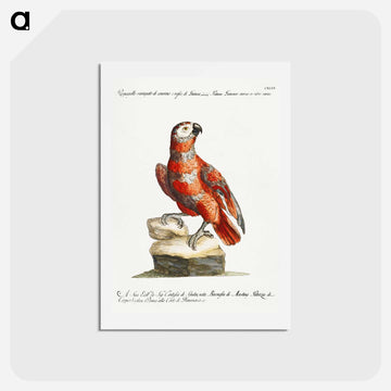 Parrot
 - サヴェリオ マネッティ Postcard.