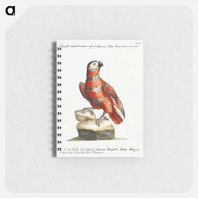 アートメモ帳-Parrot
 - サヴェリオ マネッティ Memo.