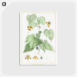 1-8_Stirpes-Novae_postcard