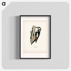 アートポスター-Great Spotted Woodpecker
 - スヴェンスカ フォグラル Poster.