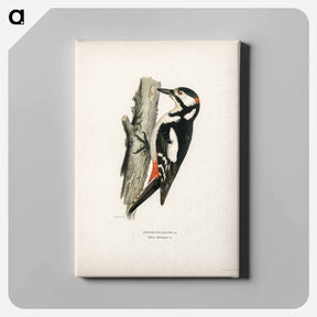 アートパネル-Great Spotted Woodpecker
 - スヴェンスカ フォグラル Canvas.