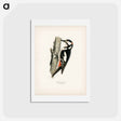 アートポストカード-Great Spotted Woodpecker
 - スヴェンスカ フォグラル Postcard.