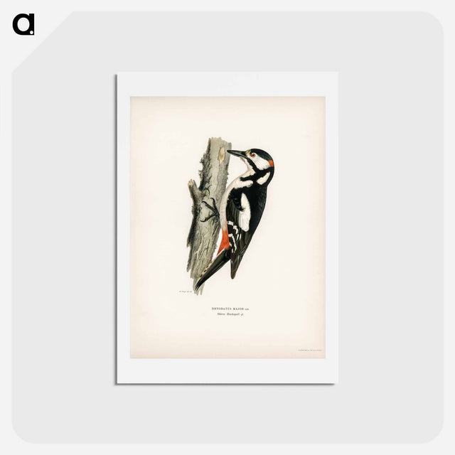 アートポストカード-Great Spotted Woodpecker
 - スヴェンスカ フォグラル Postcard.