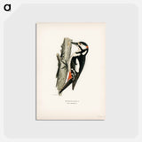 アートポストカード-Great Spotted Woodpecker
 - スヴェンスカ フォグラル Postcard.