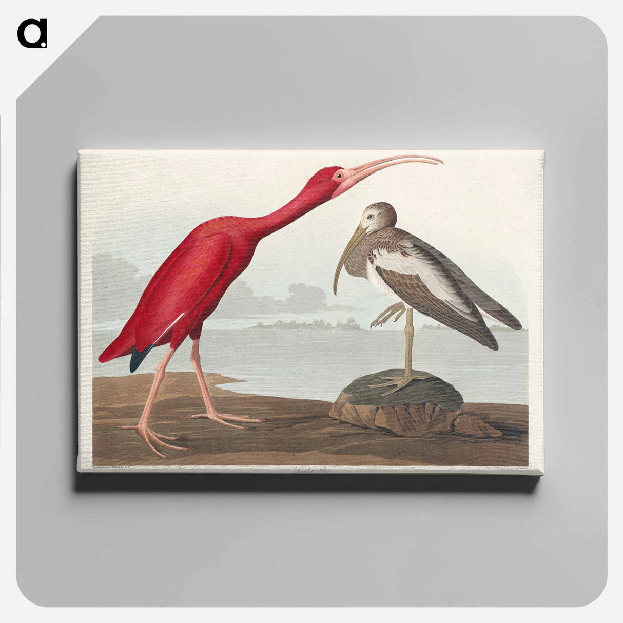 アートパネル-Scarlet Ibis from Birds of America
 - アメリカの鳥たち Canvas.