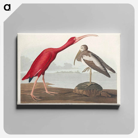 アートパネル-Scarlet Ibis from Birds of America
 - アメリカの鳥たち Canvas.