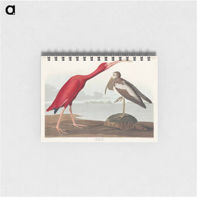 アートメモ帳-Scarlet Ibis from Birds of America
 - アメリカの鳥たち Memo.