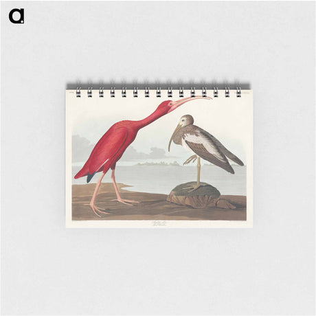 アートメモ帳-Scarlet Ibis from Birds of America
 - アメリカの鳥たち Memo.