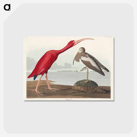 アートポストカード-Scarlet Ibis from Birds of America
 - アメリカの鳥たち Postcard.