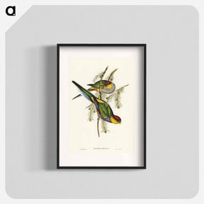 アートポスター-Red-capped Parakeet
 - オーストラリアの鳥 Poster.