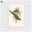 アートポストカード-Red-capped Parakeet
 - オーストラリアの鳥 Postcard.
