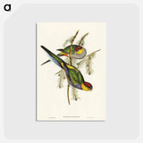 アートポストカード-Red-capped Parakeet
 - オーストラリアの鳥 Postcard.