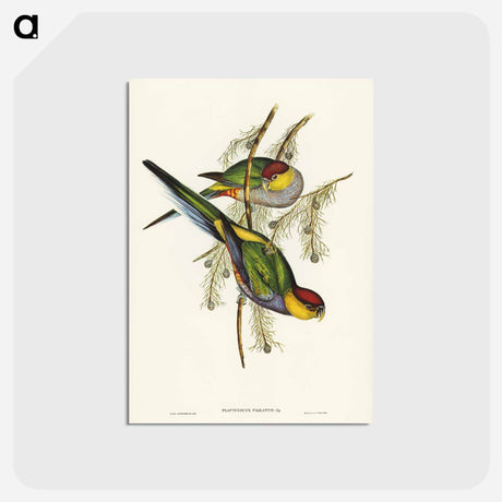 アートポストカード-Red-capped Parakeet
 - オーストラリアの鳥 Postcard.