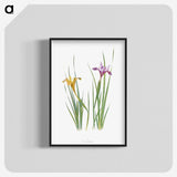 1-8_The-Genus-Iris_blk-crop