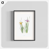 1-8_The-Genus-Iris_blk