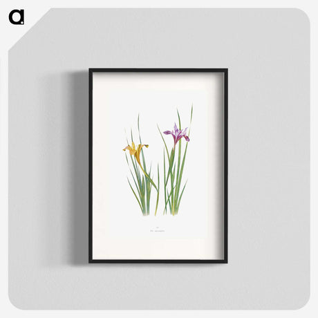 1-8_The-Genus-Iris_blk