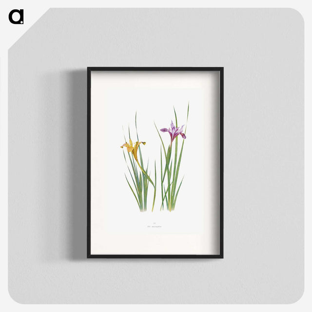 1-8_The-Genus-Iris_blk