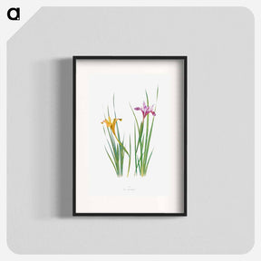 アートポスター-Iris Macrosiphon The Genus Iris
 - アヤメ属 Poster.