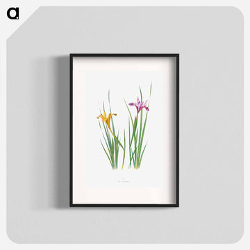 Iris Macrosiphon The Genus Iris
 - アヤメ属 Poster.