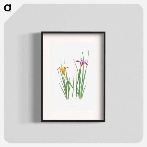 Iris Macrosiphon The Genus Iris
 - アヤメ属 Poster.