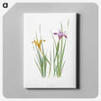 1-8_The-Genus-Iris_canvas