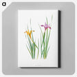 アートパネル-Iris Macrosiphon The Genus Iris
 - アヤメ属 Canvas.