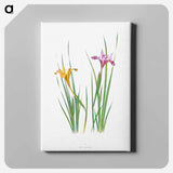 アートパネル-Iris Macrosiphon The Genus Iris
 - アヤメ属 Canvas.