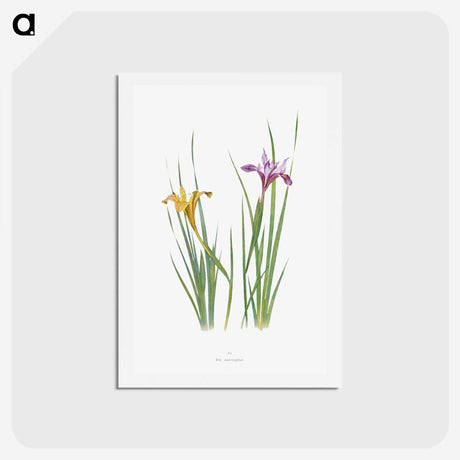 1-8_The-Genus-Iris_hagaki