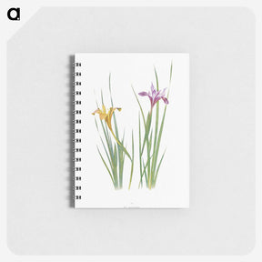 1-8_The-Genus-Iris_memo